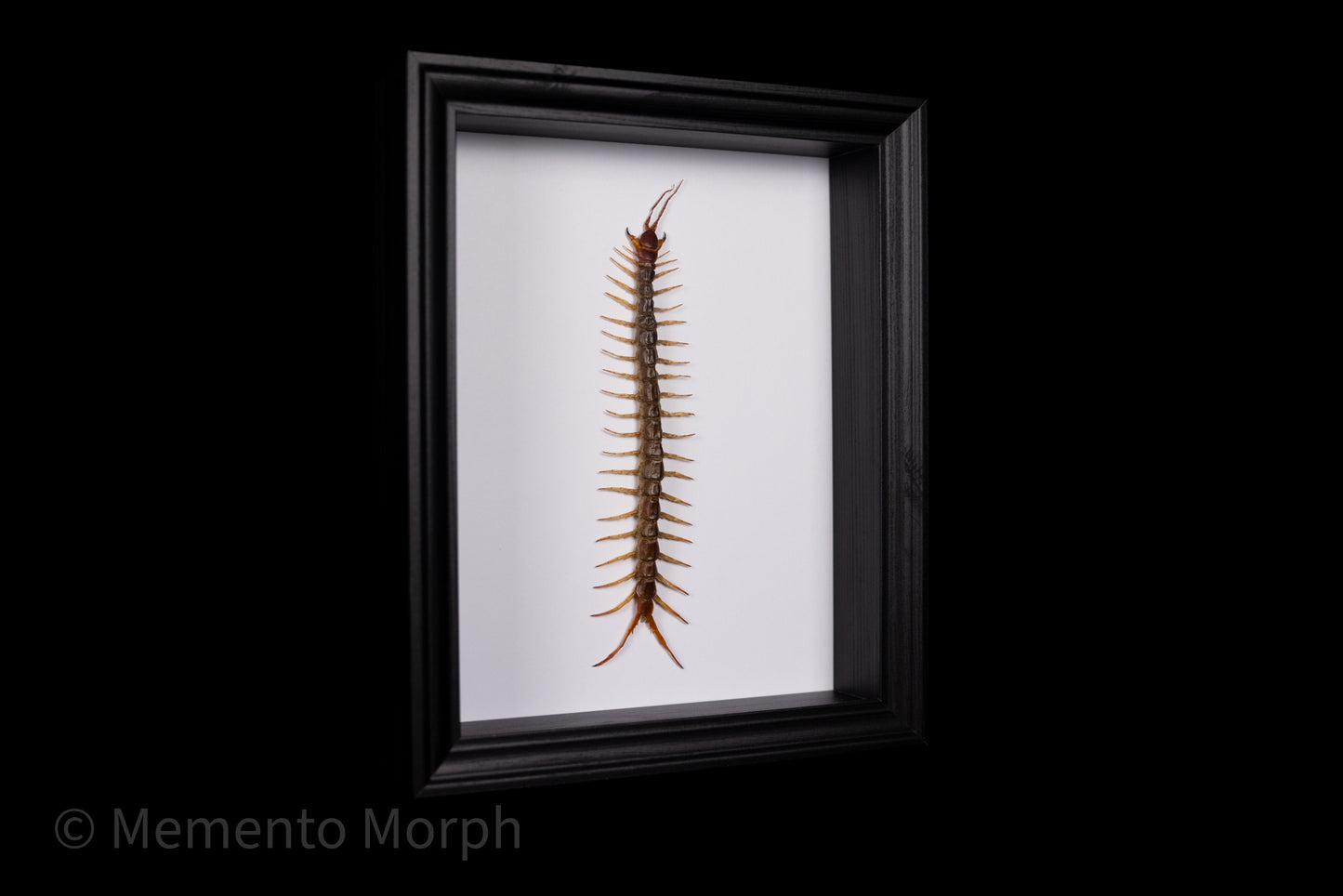 Framed Scolopendra Centipede with white Background