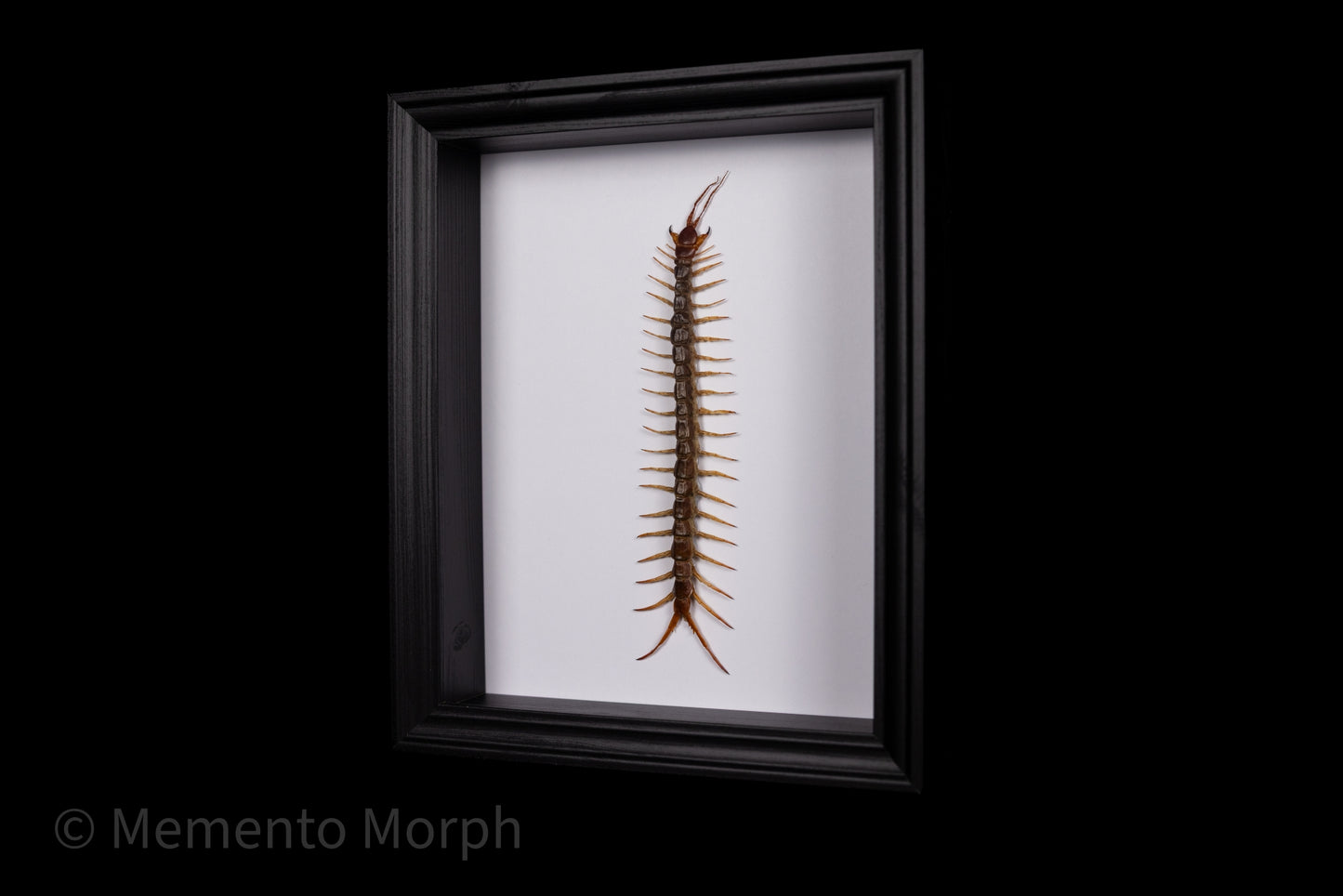 Framed Scolopendra Centipede with white Background