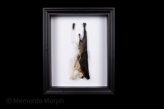 Framed Roussetus Leschnaulti (Half Skeleton)