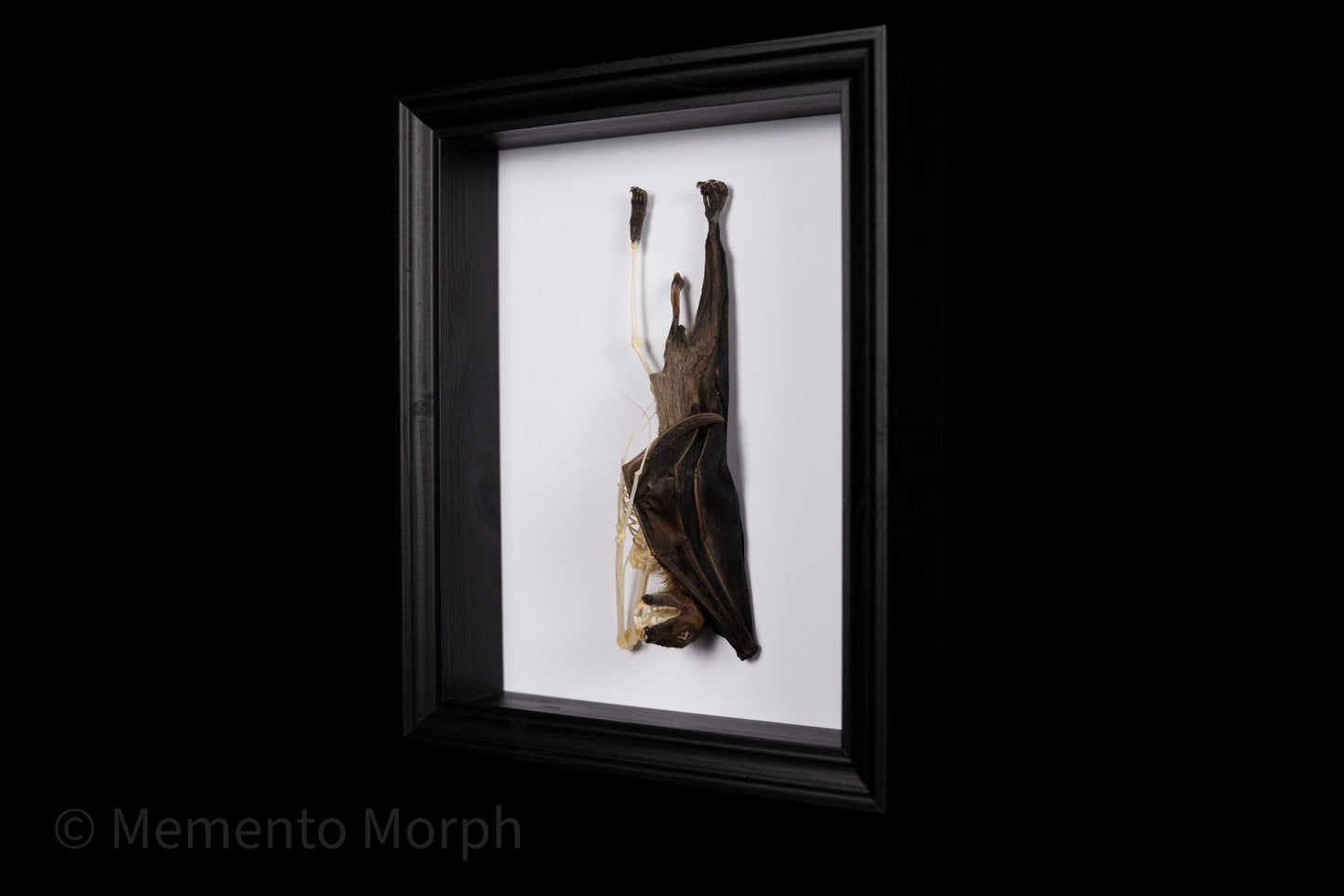 Framed Roussetus Leschnaulti (Half Skeleton)