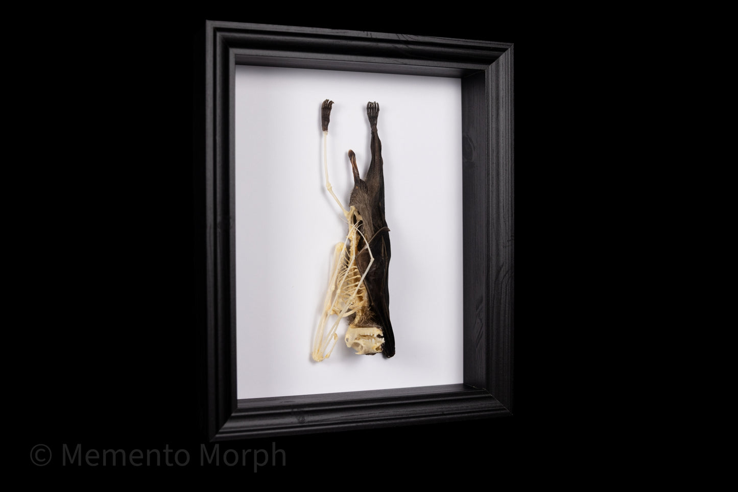 Framed Roussetus Leschnaulti (Half Skeleton)