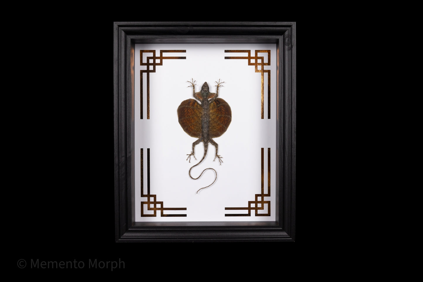 Framed Draco Haematopogon with Copper Japanese Ornamental Background