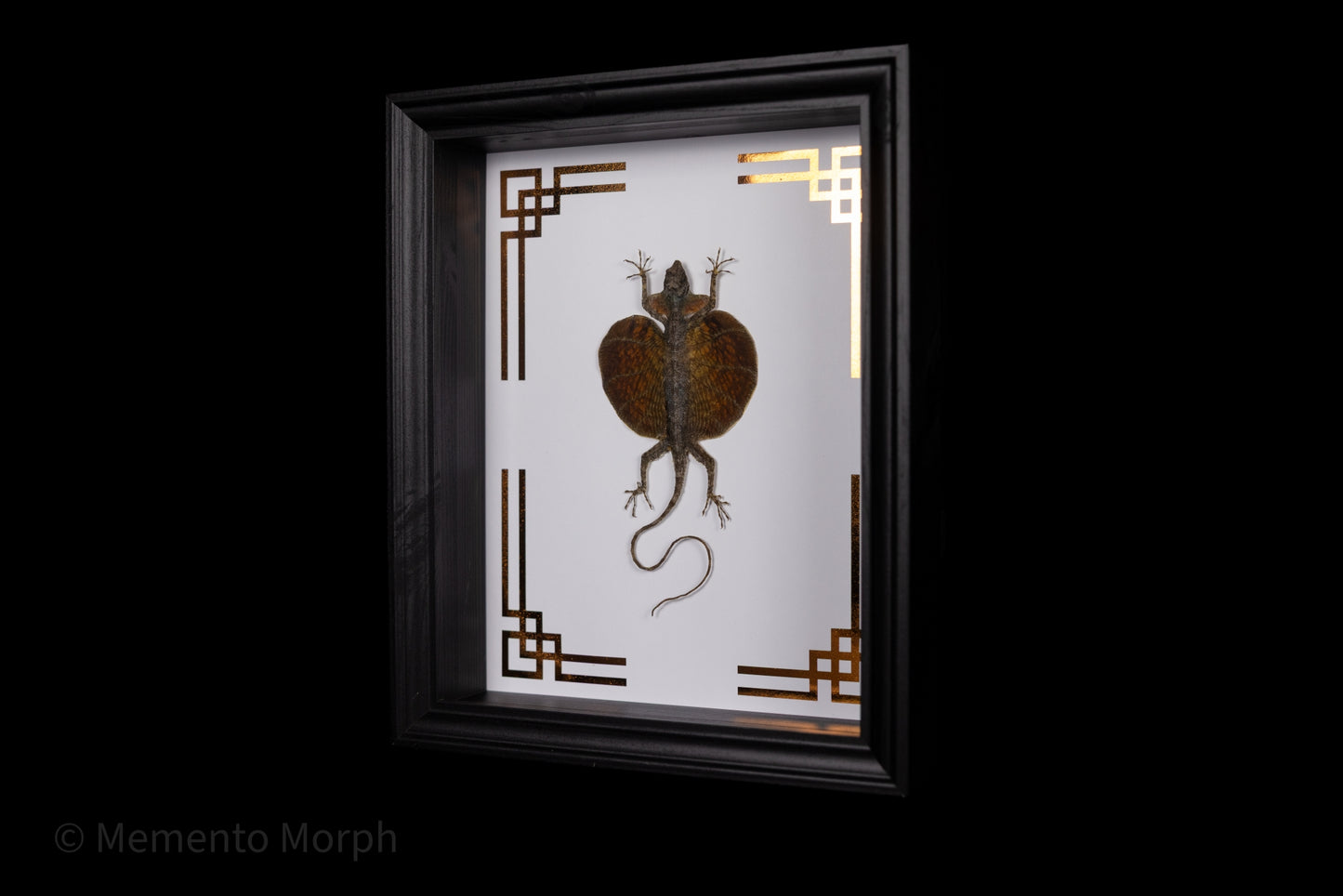 Framed Draco Haematopogon with Copper Japanese Ornamental Background