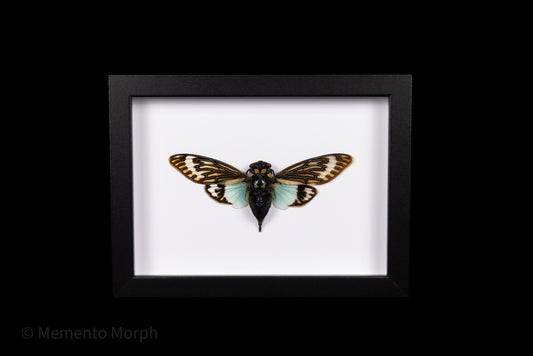 Framed Tosena Splendida with white Background