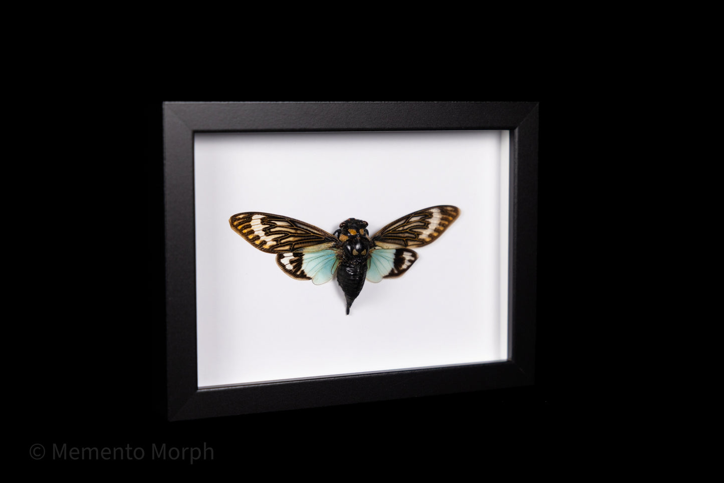 Framed Tosena Splendida with white Background