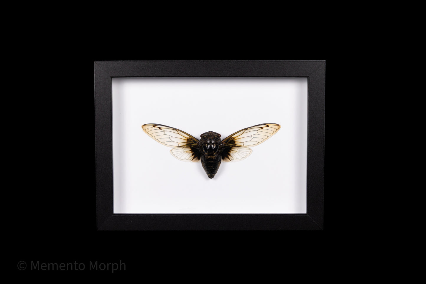 Framed Cryptotympana Nitidula with white Background