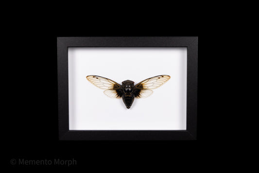 Framed Cryptotympana Nitidula with white Background