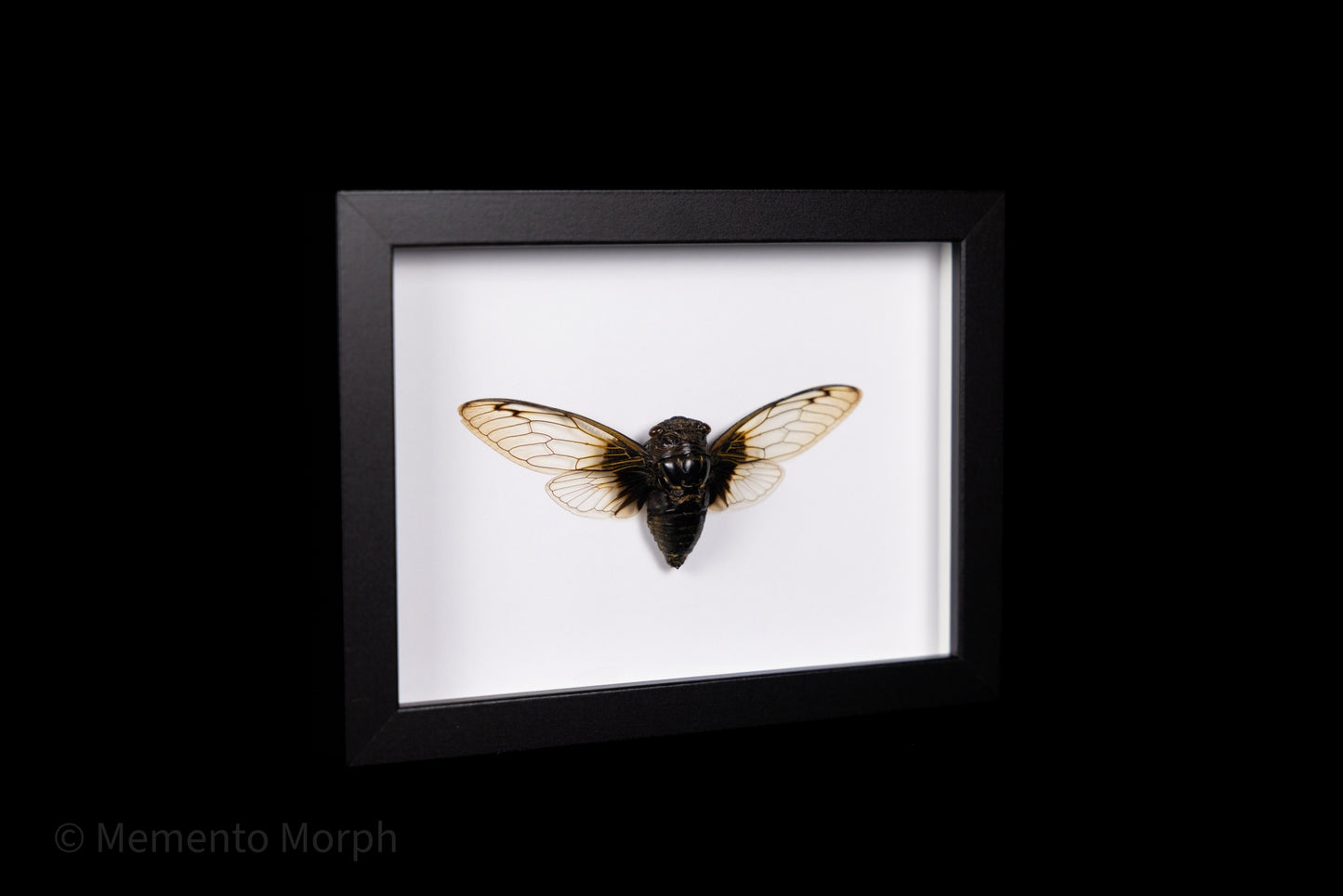 Framed Cryptotympana Nitidula with white Background