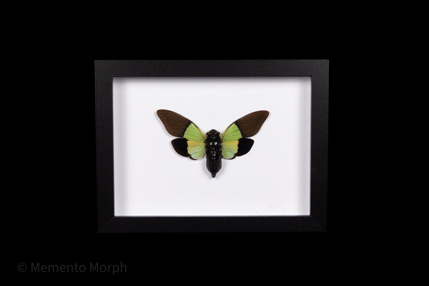 Framed Trengganua Sibylla with white Background