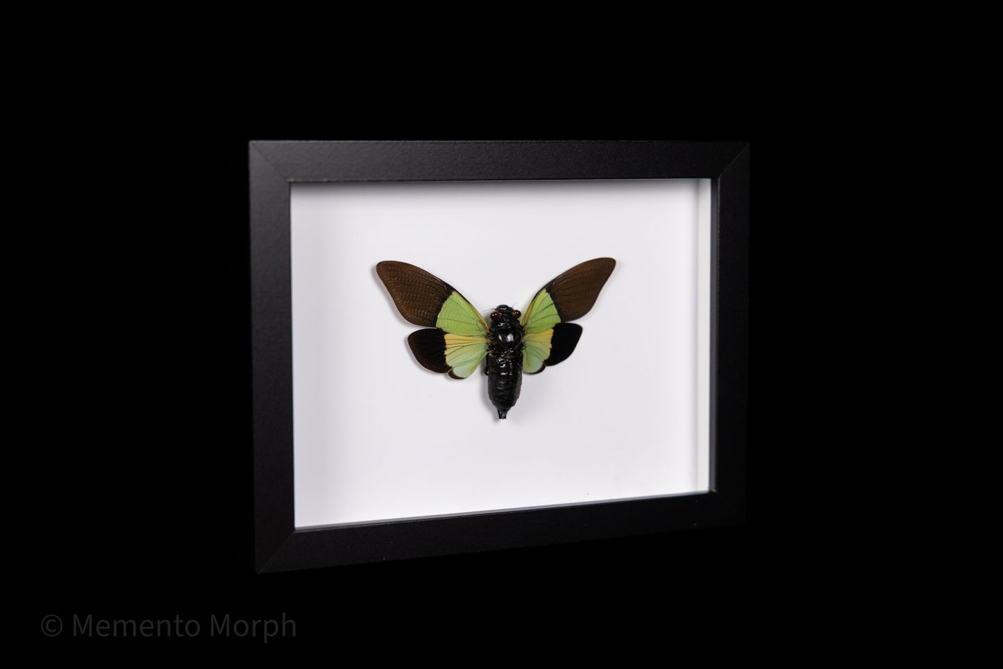 Framed Trengganua Sibylla with white Background