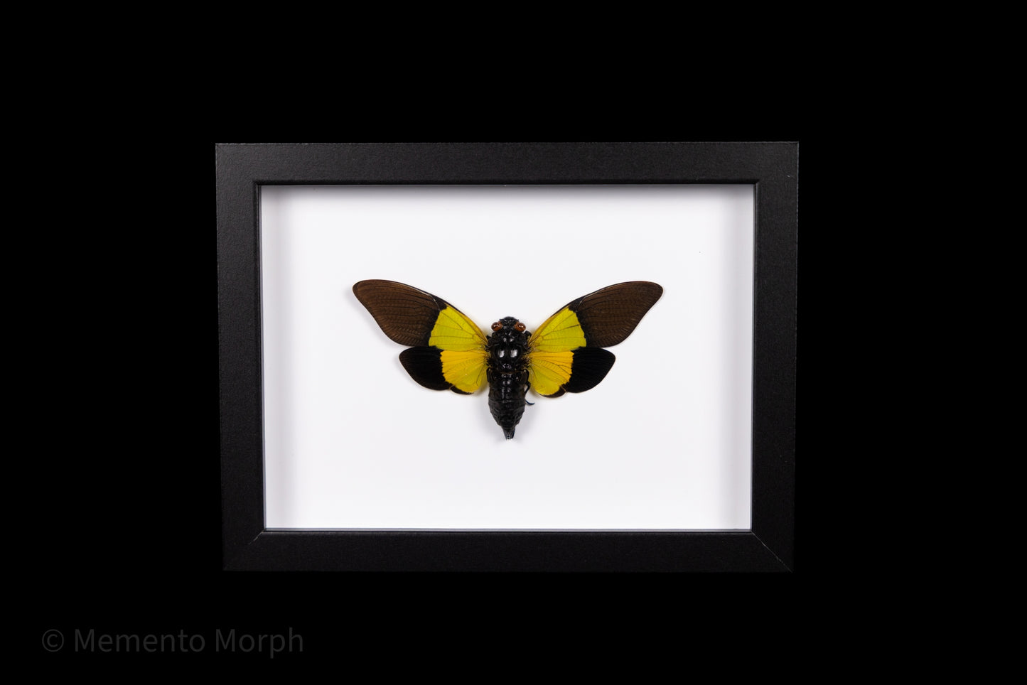 Framed Trengganua Sibylla with white Background