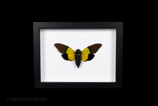 Framed Trengganua Sibylla with white Background