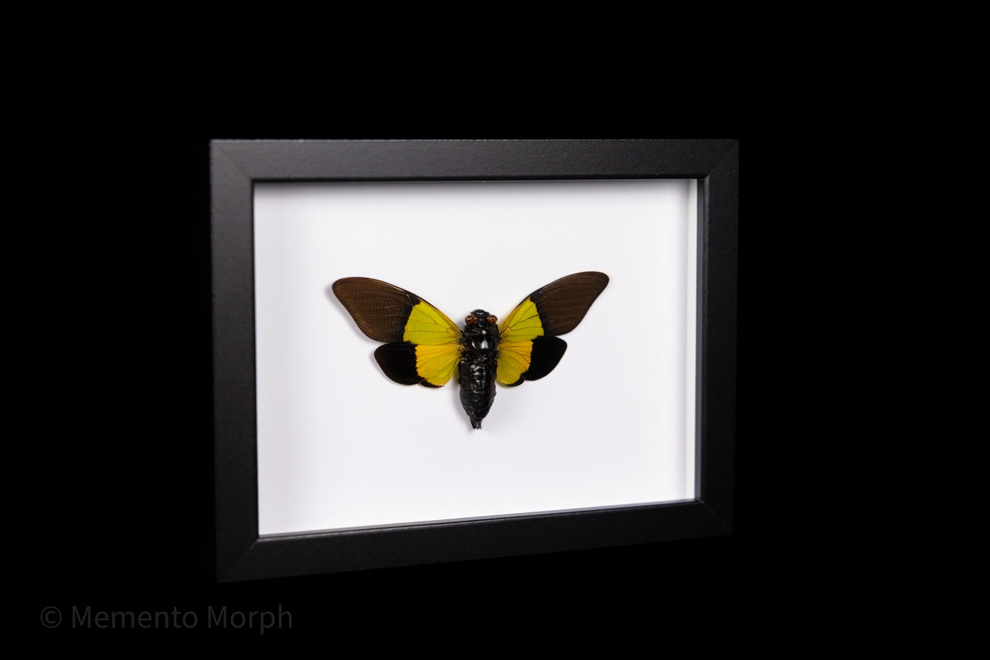 Framed Trengganua Sibylla with white Background