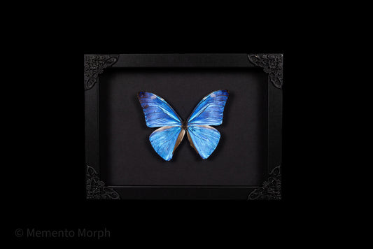 Framed Morpho Adonis with Black Background