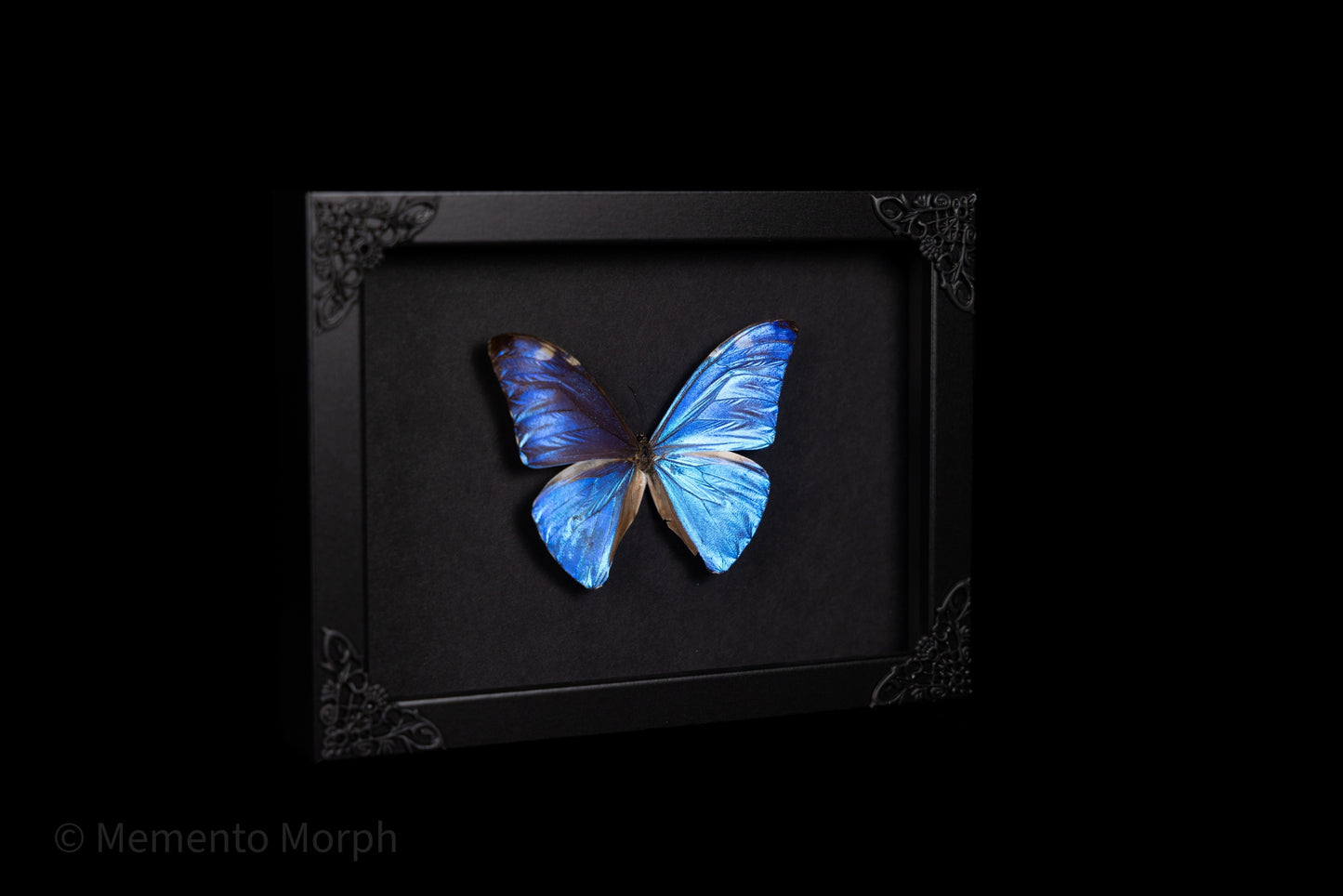 Framed Morpho Adonis with Black Background