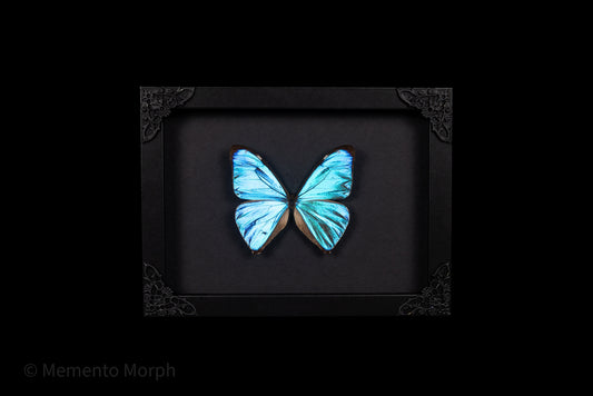 Framed Morpho Aega with Black Background