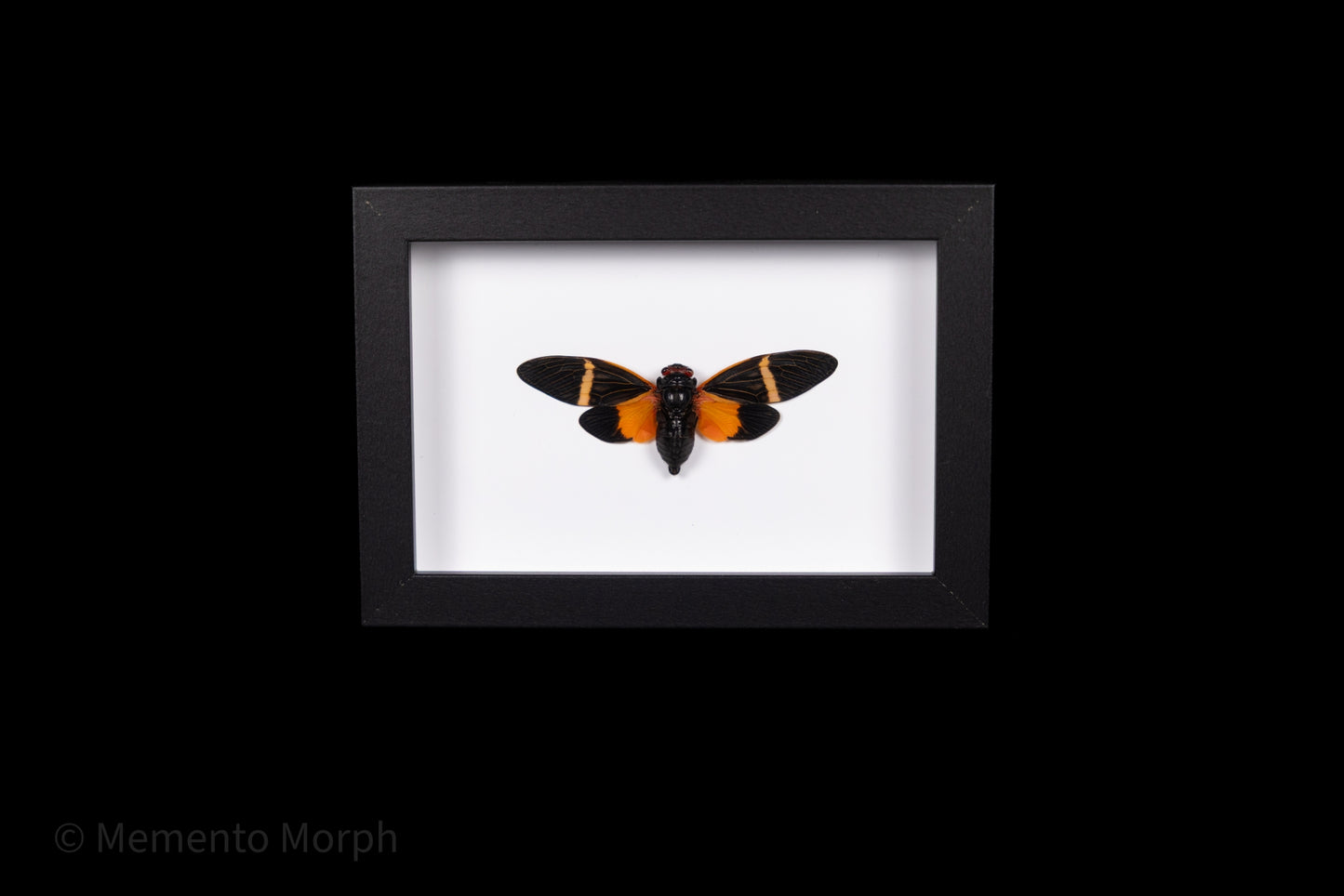 Framed Tosena Paviei with white Background