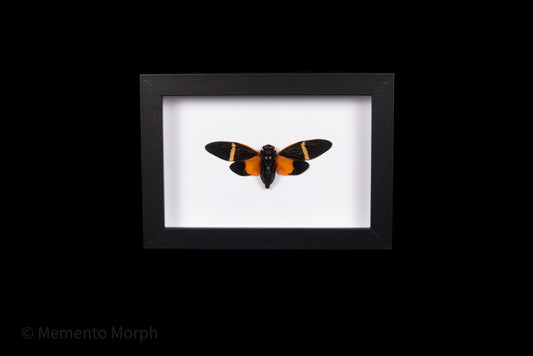 Framed Tosena Paviei with white Background