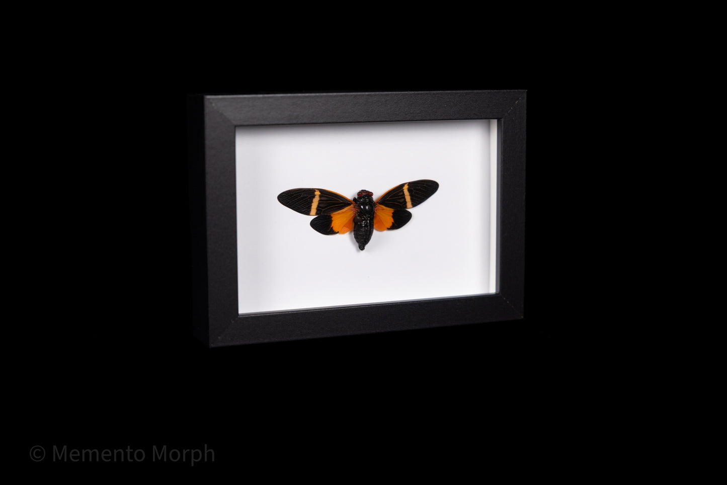 Framed Tosena Paviei with white Background