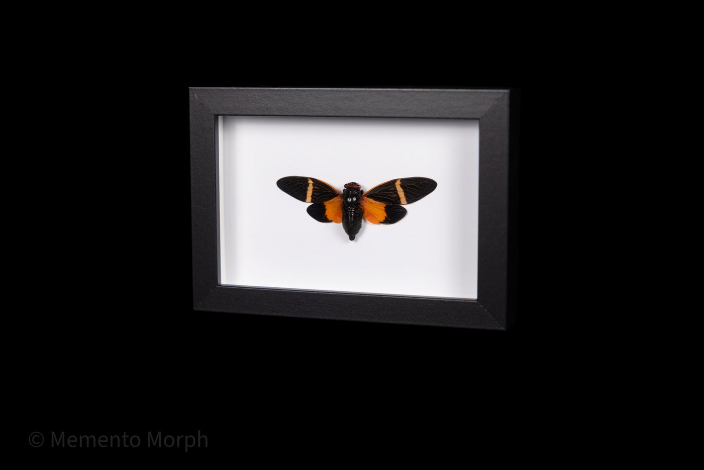 Framed Tosena Paviei with white Background