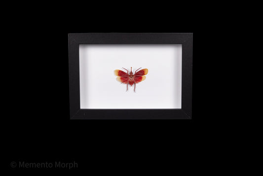 Framed Pyrops Hamjahii with white Background