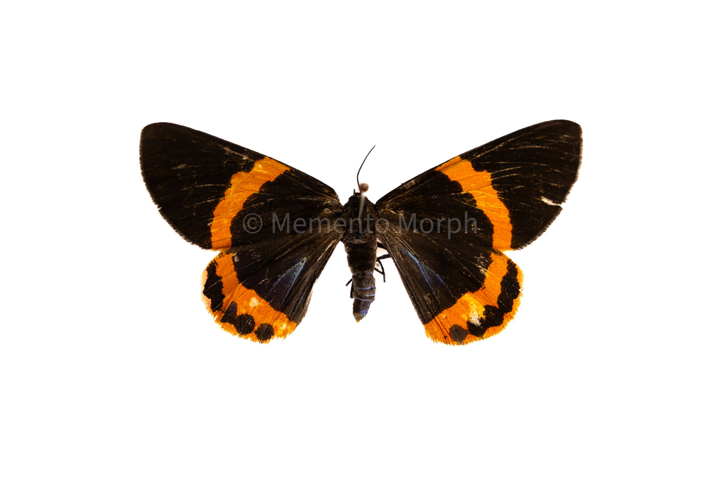 Milionia Basalis Moth (Folded Wings)