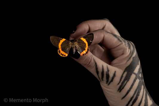 Milionia Basalis Moth (Folded Wings)