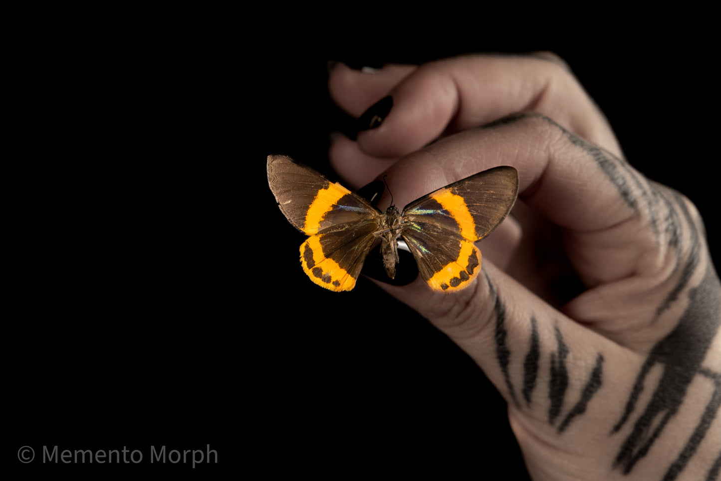 Milionia Basalis Moth (Folded Wings)
