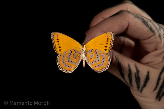 Asterope Pechuelli (Folded Wings)