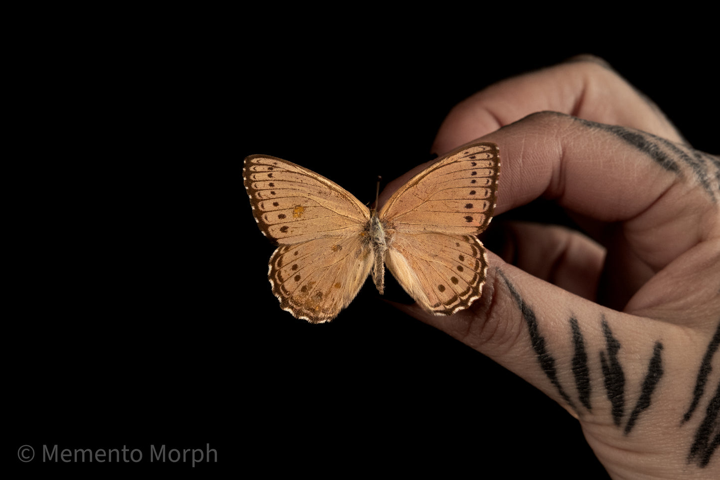 Asterope Pechuelli (Folded Wings)