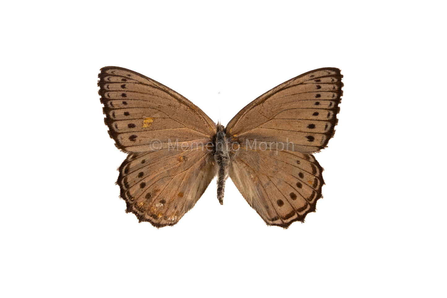 Asterope Pechuelli (Folded Wings)