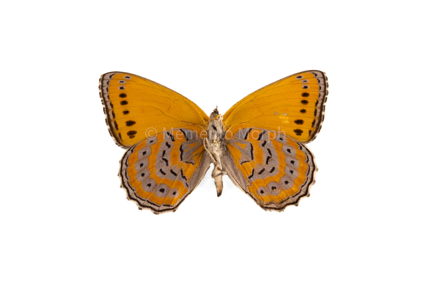 Asterope Pechuelli (Folded Wings)