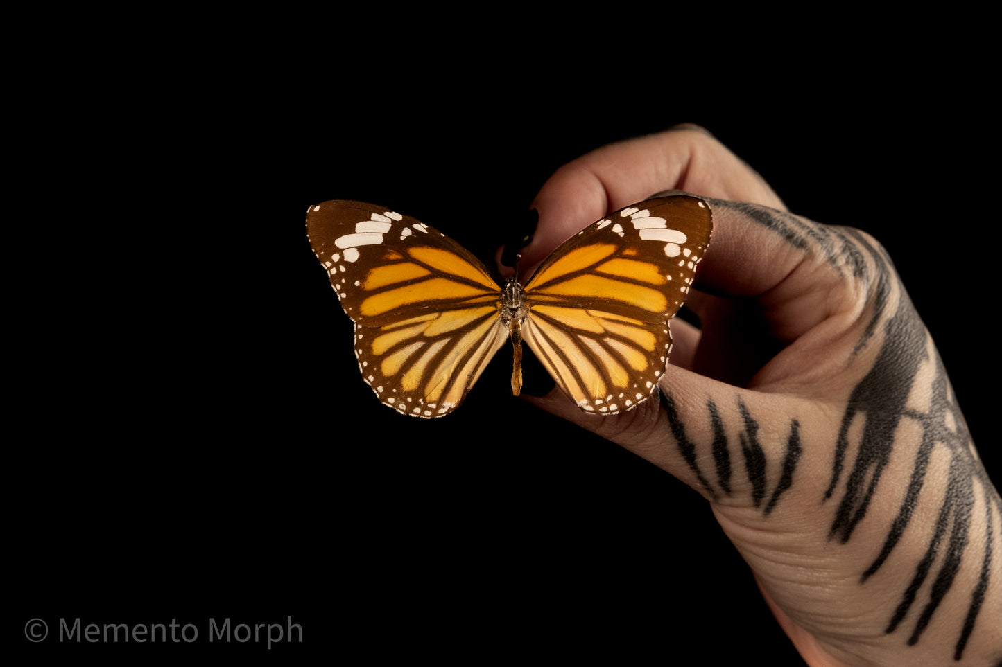 Danaus Plexippus (Folded Wings)