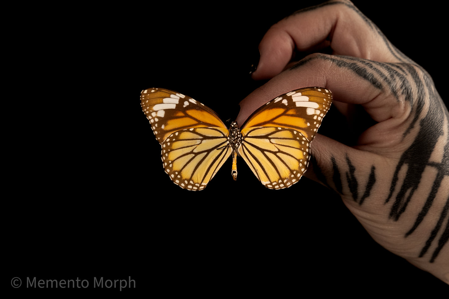 Danaus Plexippus (Folded Wings)