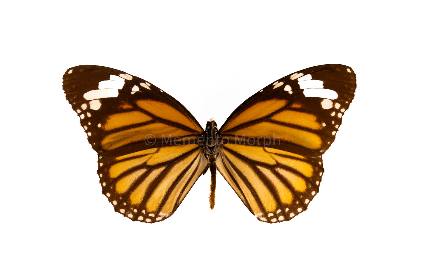 Danaus Plexippus (Folded Wings)
