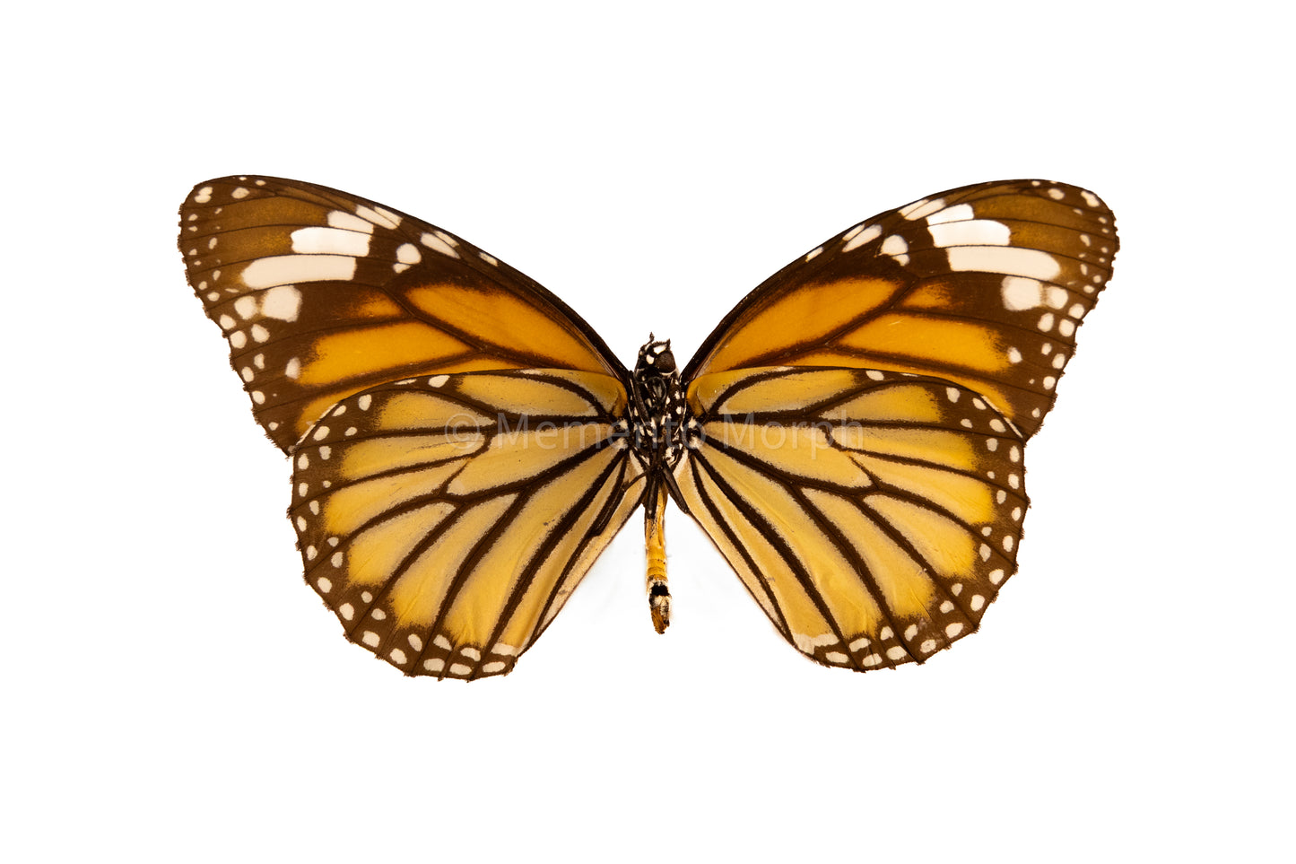 Danaus Plexippus (Folded Wings)