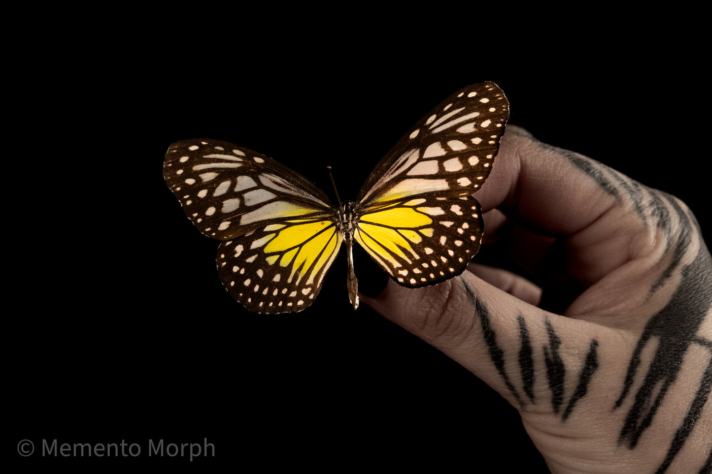 Parantica Aspasia (Folded Wings)