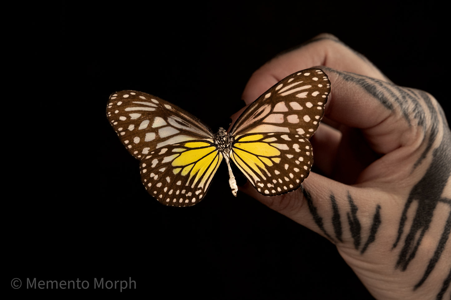 Parantica Aspasia (Folded Wings)