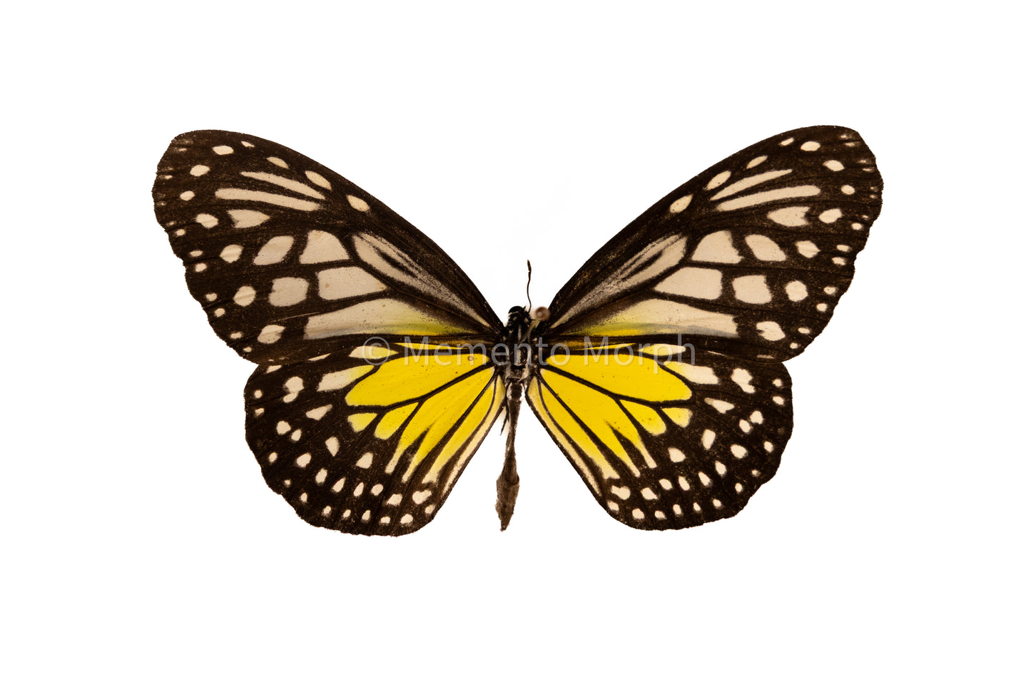 Parantica Aspasia (Folded Wings)