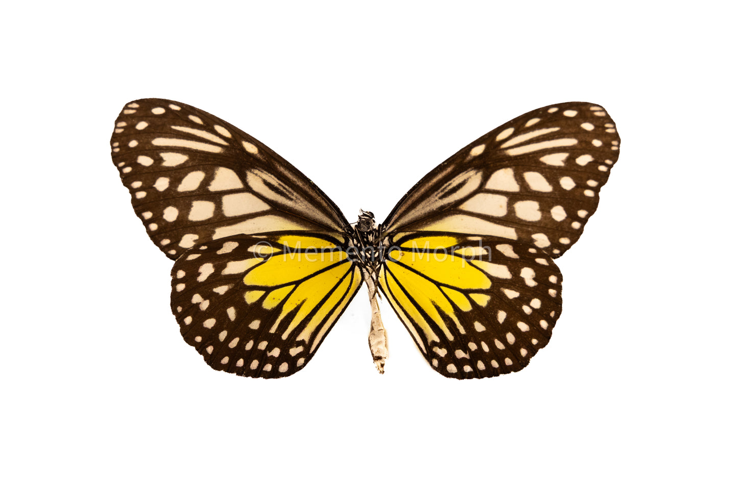Parantica Aspasia (Folded Wings)