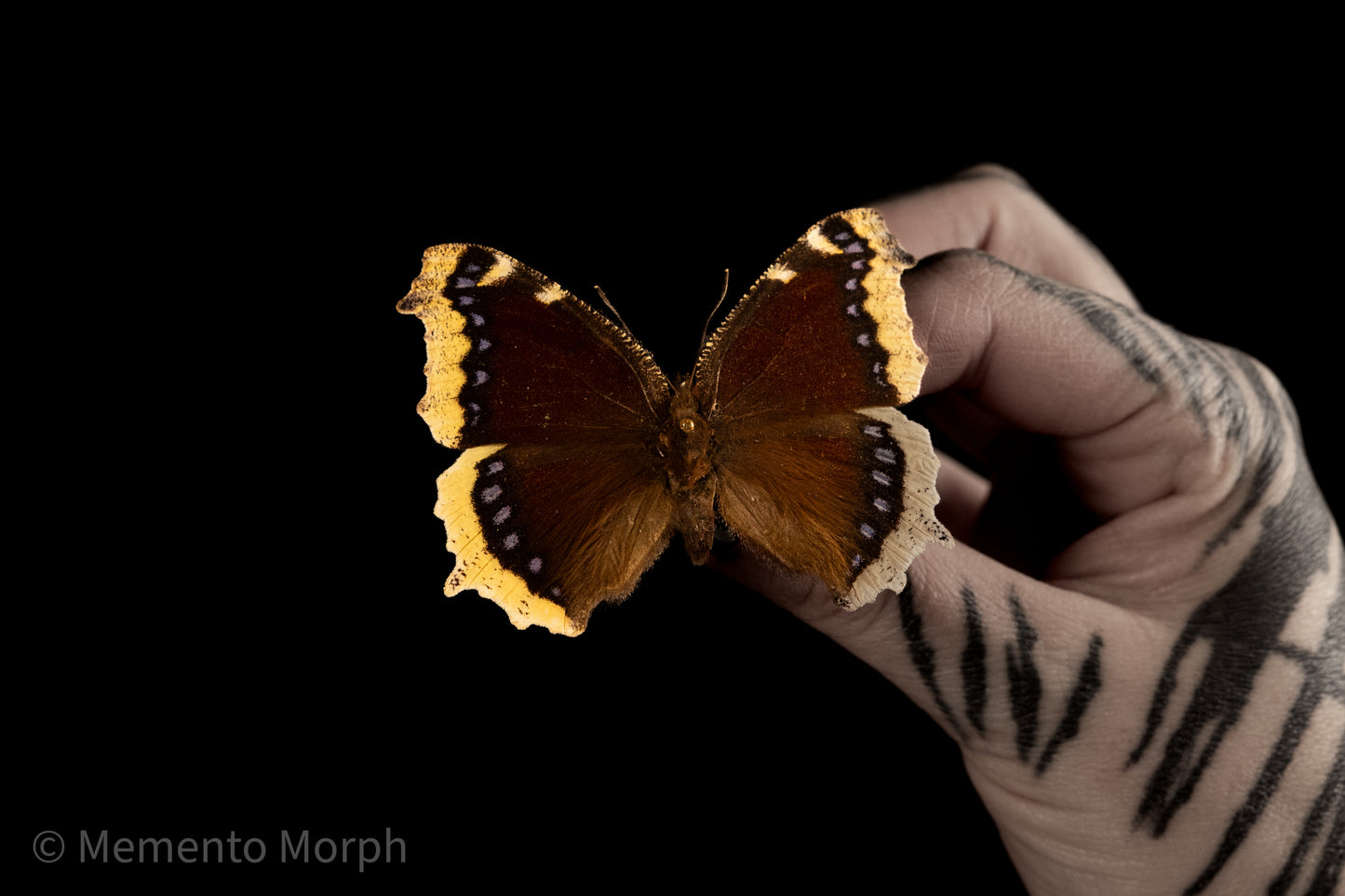Nymphalis Antiopa (Folded Wings)
