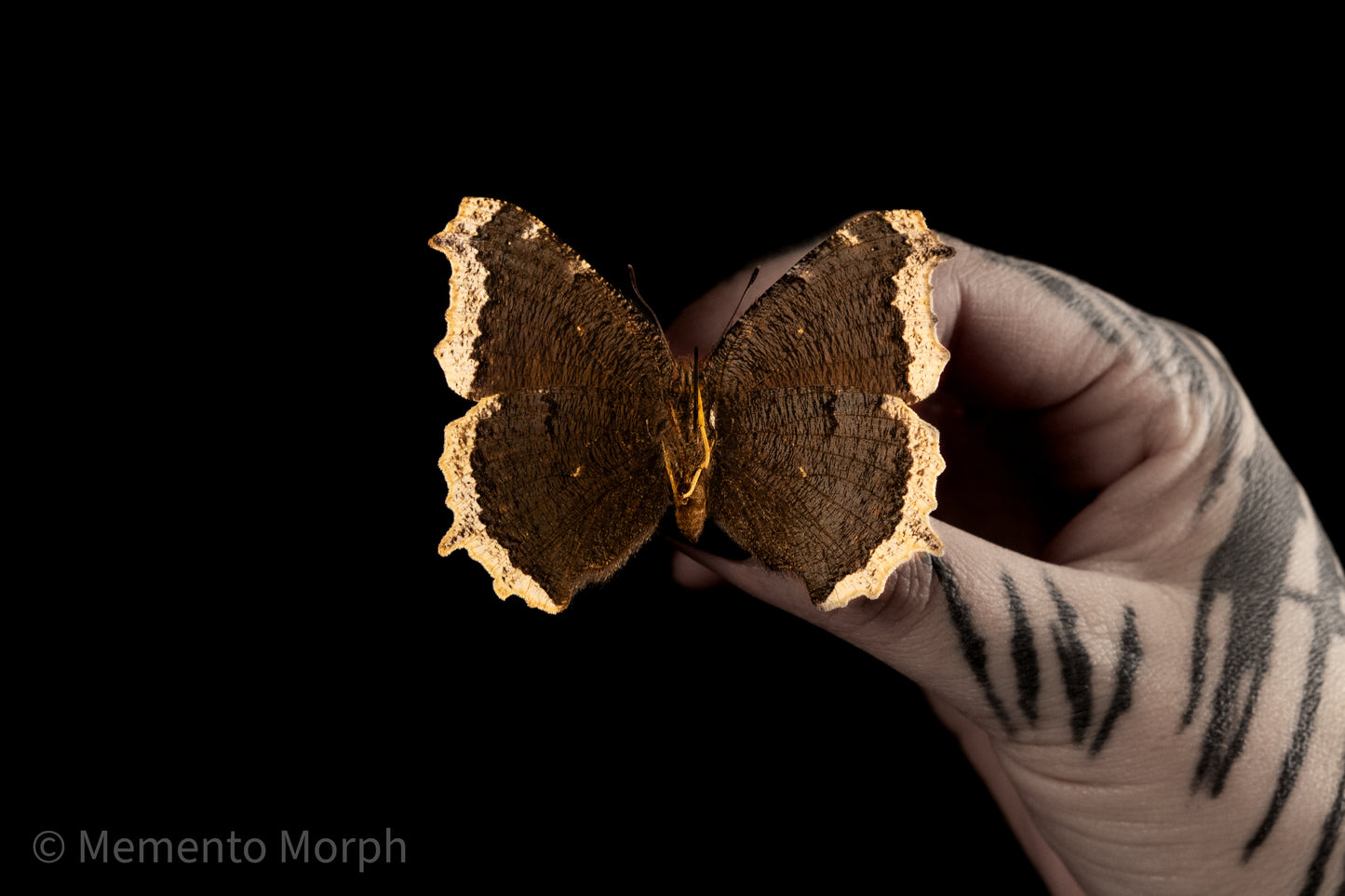 Nymphalis Antiopa (Folded Wings)
