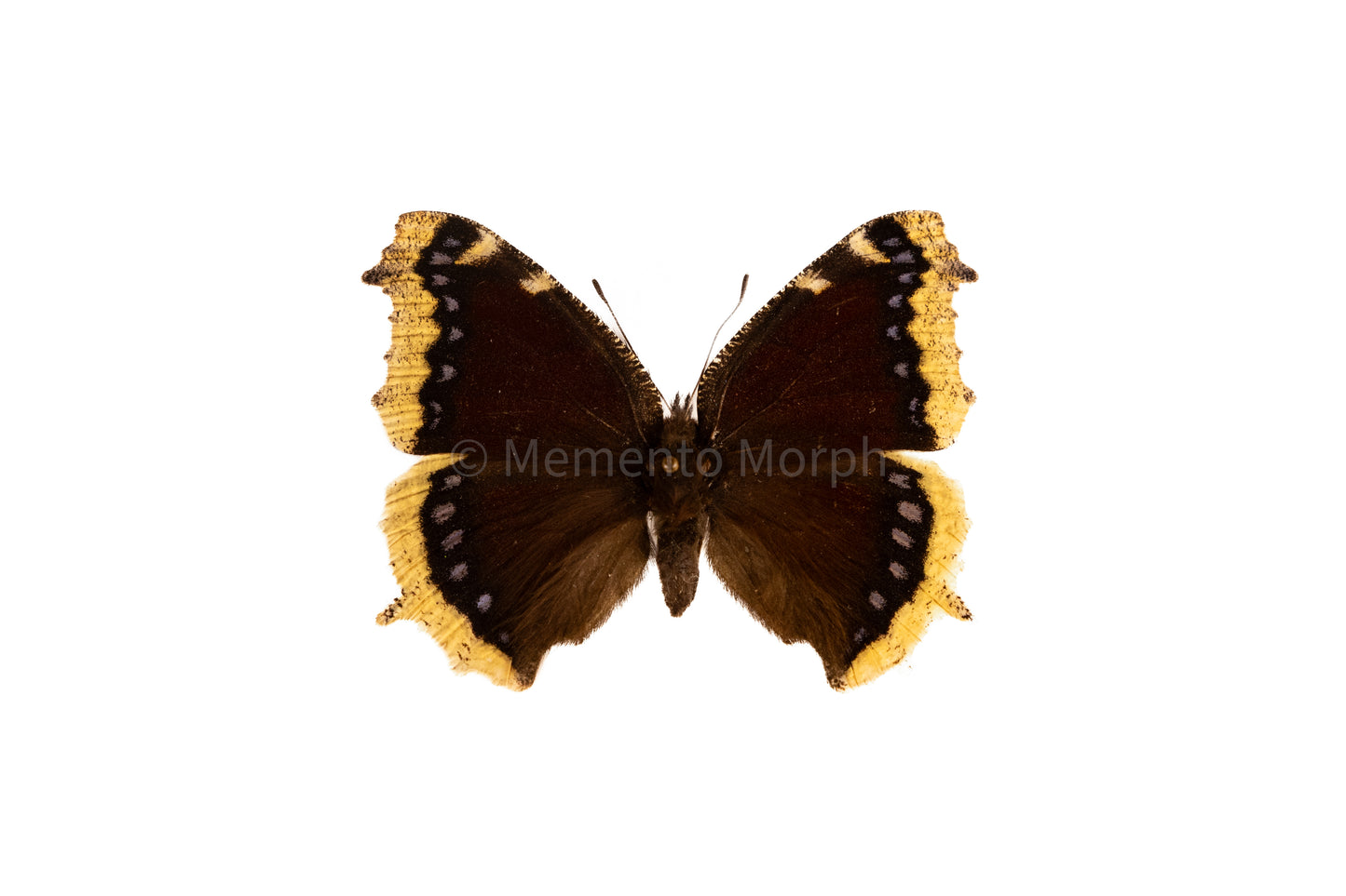 Nymphalis Antiopa (Folded Wings)