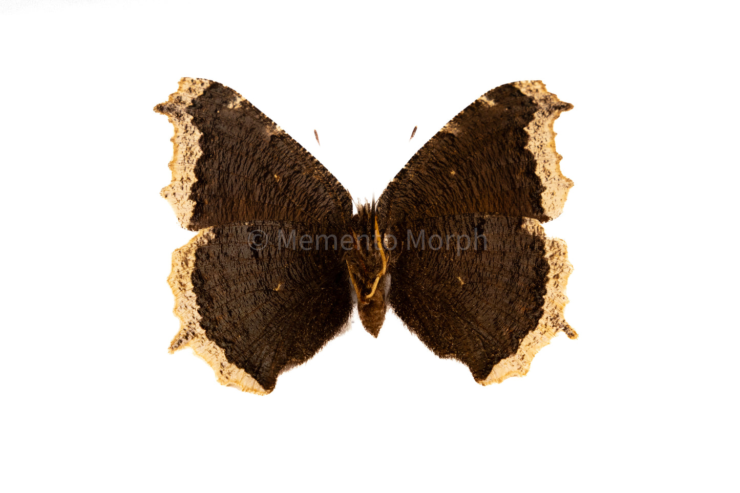 Nymphalis Antiopa (Folded Wings)