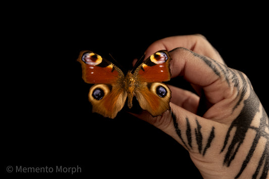 Aglais Io (Folded Wings)