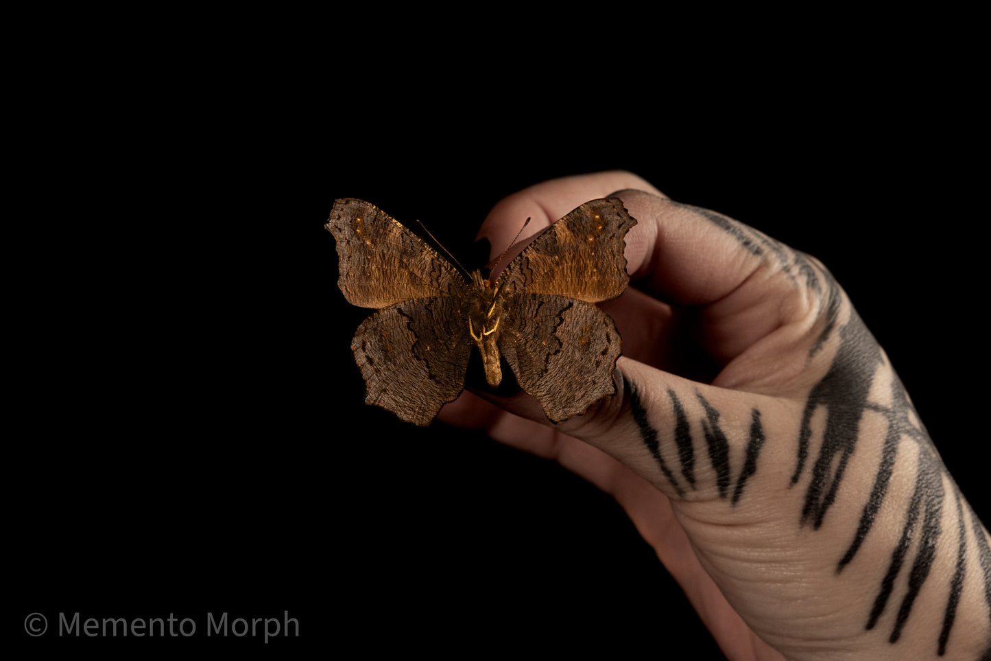 Aglais Io (Folded Wings)
