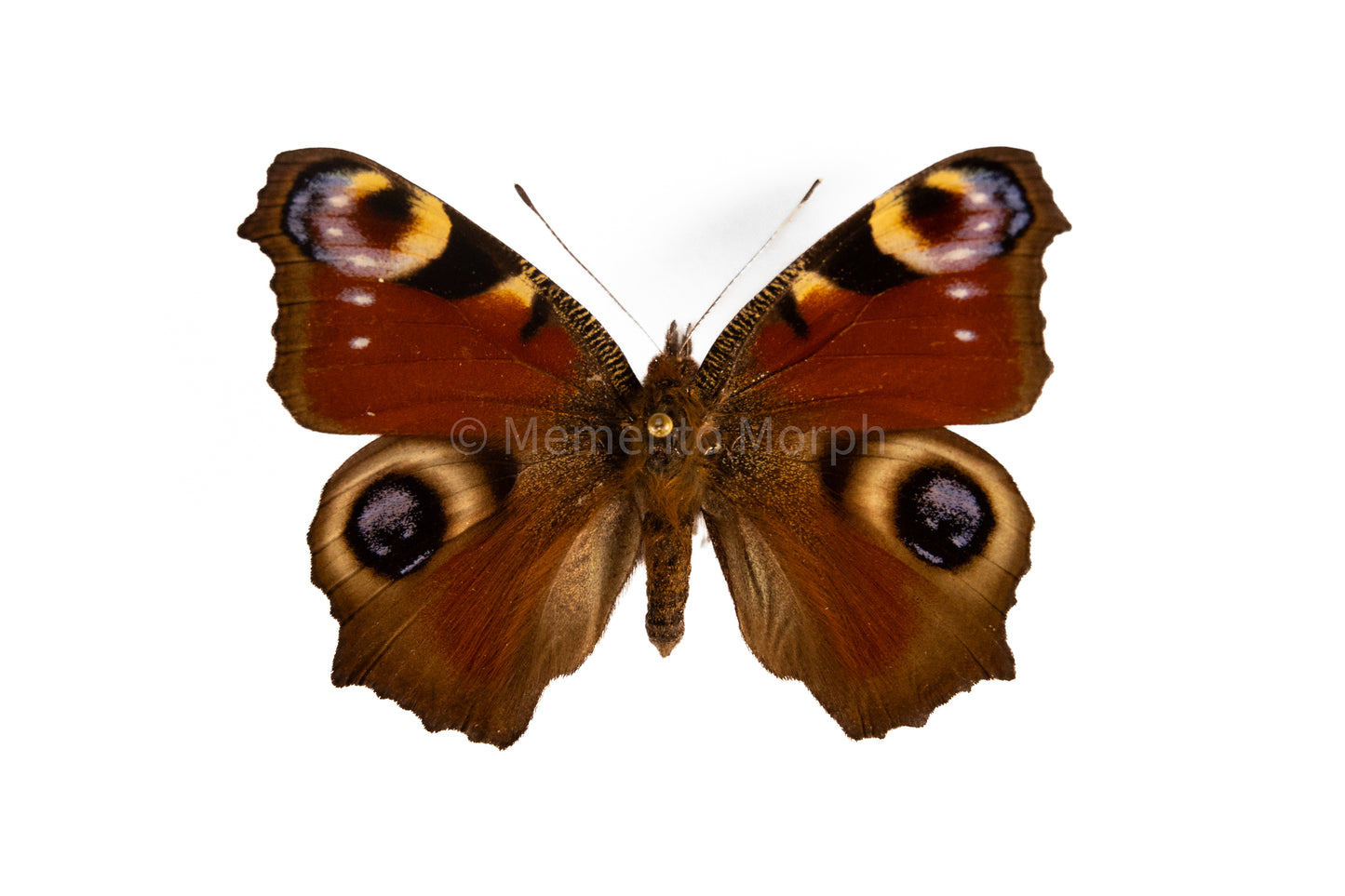 Aglais Io (Folded Wings)