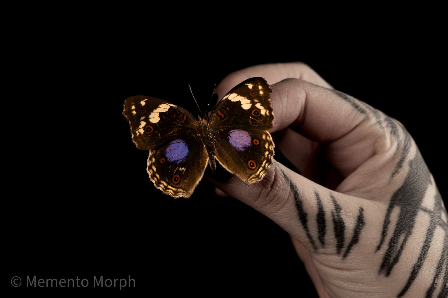 Precis Clelia (Folded Wings)