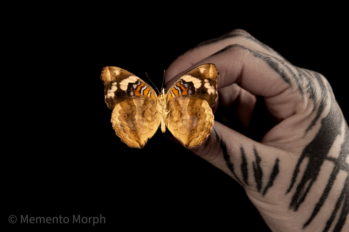 Precis Clelia (Folded Wings)