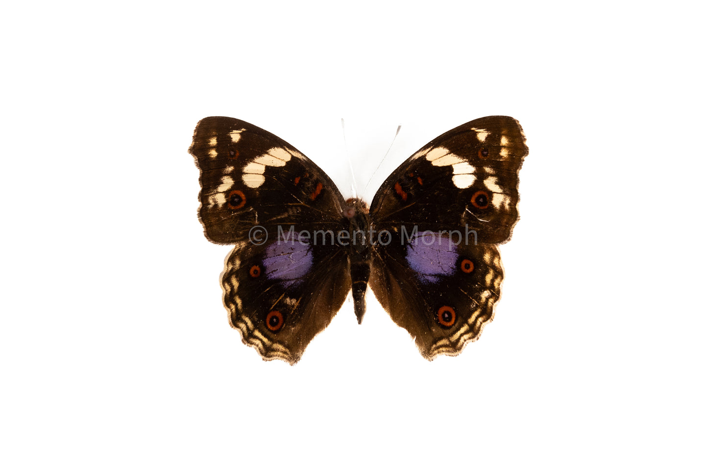 Precis Clelia (Folded Wings)
